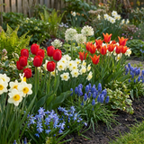 250x Bulbs From Holland - Bollen uit Holland - Diversen - Zomerbloeier - Bolmaat 10/12