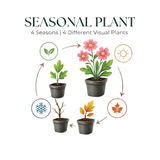 6x Hemerocallis 'Stella de Oro' - ↕10-25cm - Ø9cm