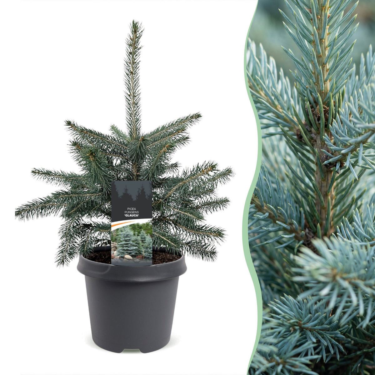 Blauwe spar kerstboom — Ø23 cm, 60 cm hoog