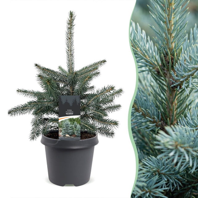 Blauwe spar 60 cm