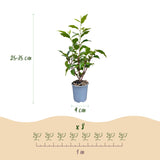 Green boutiQ - 40x Prunus lusitanica Angustifolia - Portugese Laurier - Haagplanten - Groenblijvend - Groen - Pot 9cm - Hoogte 25-35cm
