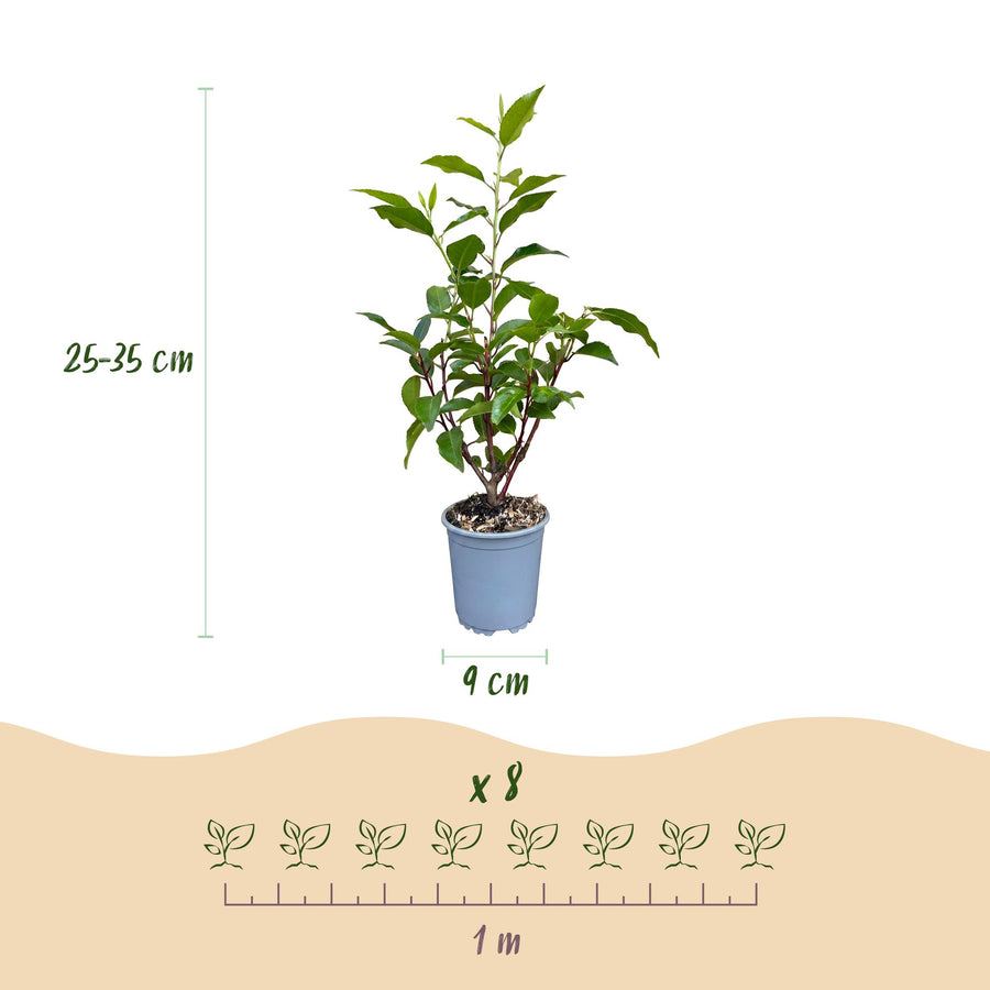 Prunus lusitanica Angustifolia — Portugese laurierhaag, 40 stuks, 25-35 cm
