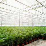 Areca palm met pot - ↨110cm - Ø21cm