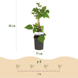 Green boutiQ - Fruitplant - Braam - Rubus fruticosus Triple Crown - Zwarte Braam - Doornloos - 2 planten -Pot 11cm Hoogte 40cm
