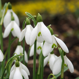 200x Galanthus Elwesii - Grote sneeuwklokje - Wit - Voorjaarsbloeier - Bolmaat 5/6