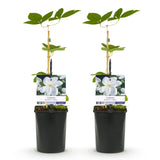 Green boutiQ - Klimplant - Clematis Madame Le Coultre - bloem wit - Weinig onderhoud -2 planten -Pot 11cm Hoogte 40cm