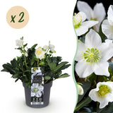 Green boutiQ - Tuinplant - Kerstroos - Helleborus Christmas Carol- Witte Bloem -2 Planten - Groenblijvend - Pot 17cm Hoogte 35cm