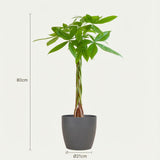 Pachira Aquatica met Potter grijs - 80cm - Ø21