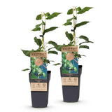 Green boutiQ - Fruitplant - Acitinidia arguta Issai - Kiwiplant - Zelfbestuivend - Groene Vrucht - 2 Planten - Pot 15cm - Hoogte 50cm