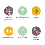 Green boutiQ - Tuinplant - Nandina Lemon & Lime - Geel - 2 Planten - Groenblijvend - Weinig Onderhoud - Pot 17cm Hoogte 45cm