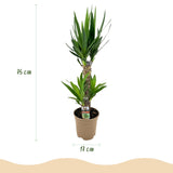 Green boutiQ - Kamerplant - Yucca elephantipes - Yucca - Weinig onderhoud - Groen - 1 - Pot 17cm - Hoogte 75cm