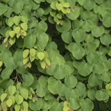 Green boutiQ - Tuinplant - Cercidiphyllum japonicum - Groen 1 Plant - Bladverliezend - Weinig Onderhoud - Pot 12cm Hoogte 35cm