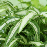 Green boutiQ - Kamerplant - Pteris cretica Albolineata - Lintvaren - Huisdiervriendelijke Plant - Groen - 2 Planten - met Mand - Pot 12cm - Hoogte 20cm
