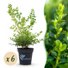 Green boutiQ - Buxus Haag - BetterBuxus Babylon Beauty - Resistant tegen de Buxus schimmel - 6 planten - 1 strekkende meter - pot 13cm hoogte 30-35