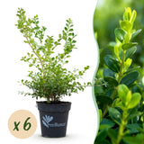 Green boutiQ - Buxus Haag - BetterBuxus Babylon Beauty - Resistant tegen de Buxus schimmel - 6 planten - 1 strekkende meter - pot 13cm hoogte 30-35