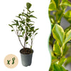 Green boutiQ - 8x Ligustrum ovalifolium Aureum - Bontbladige Liguster - Haagplanten - Groenblijvend - Bont - Pot 9cm - Hoogte 35-45cm