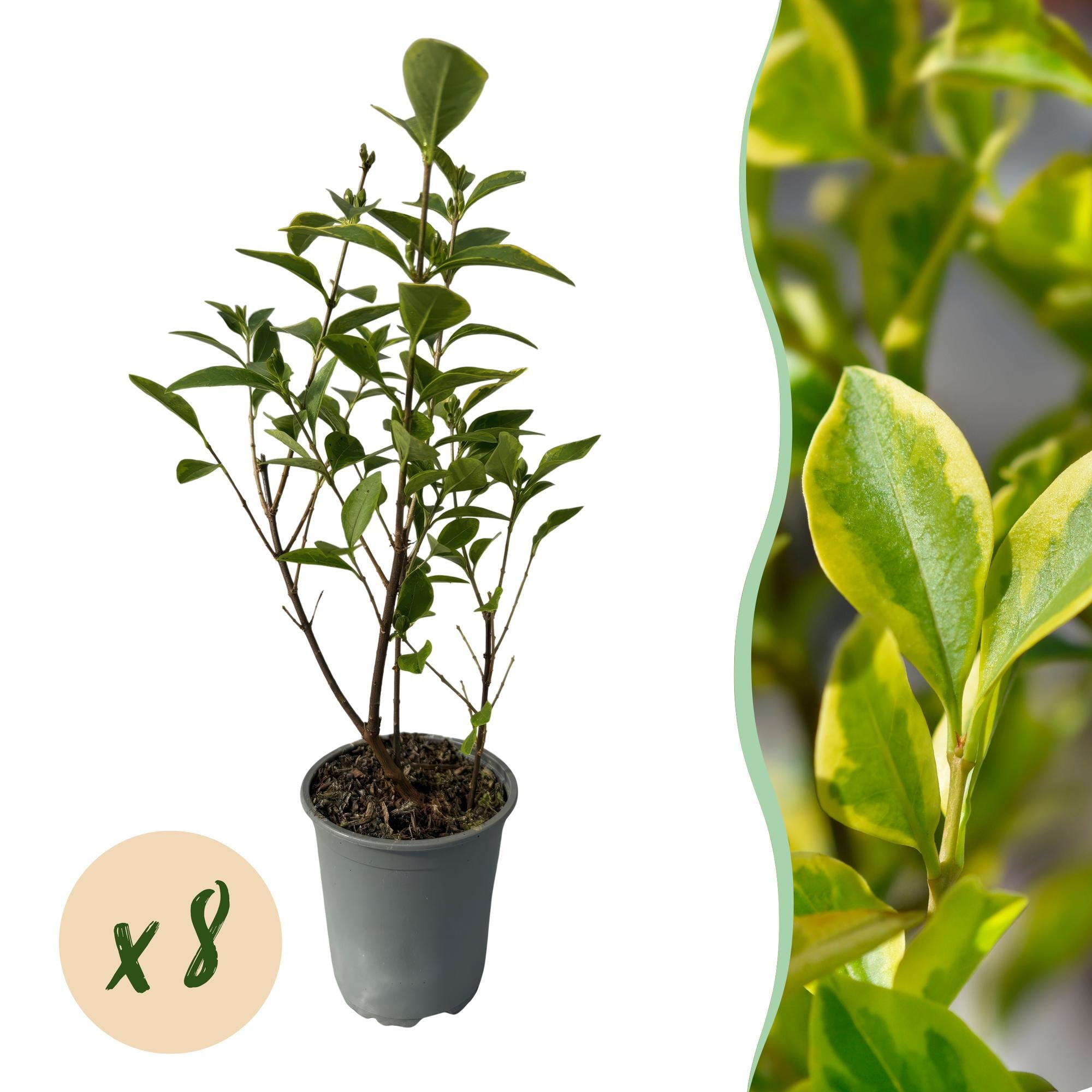 Green boutiQ - 8x Ligustrum ovalifolium Aureum - Bontbladige Liguster - Haagplanten - Groenblijvend - Bont - Pot 9cm - Hoogte 35-45cm