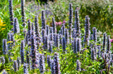 48x Agastache 'Black Adder' - ↕10-25cm - Ø9cm