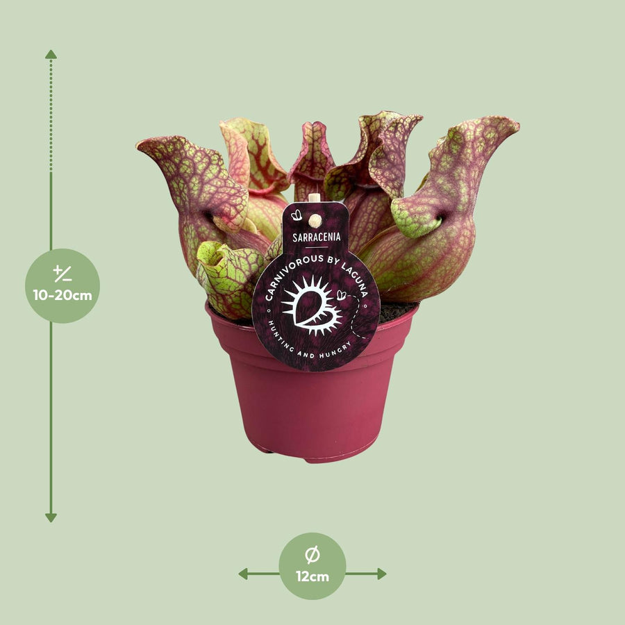 Sarracenia Venosa – Pot Ø12 cm · 20 cm hoog (foto 2)