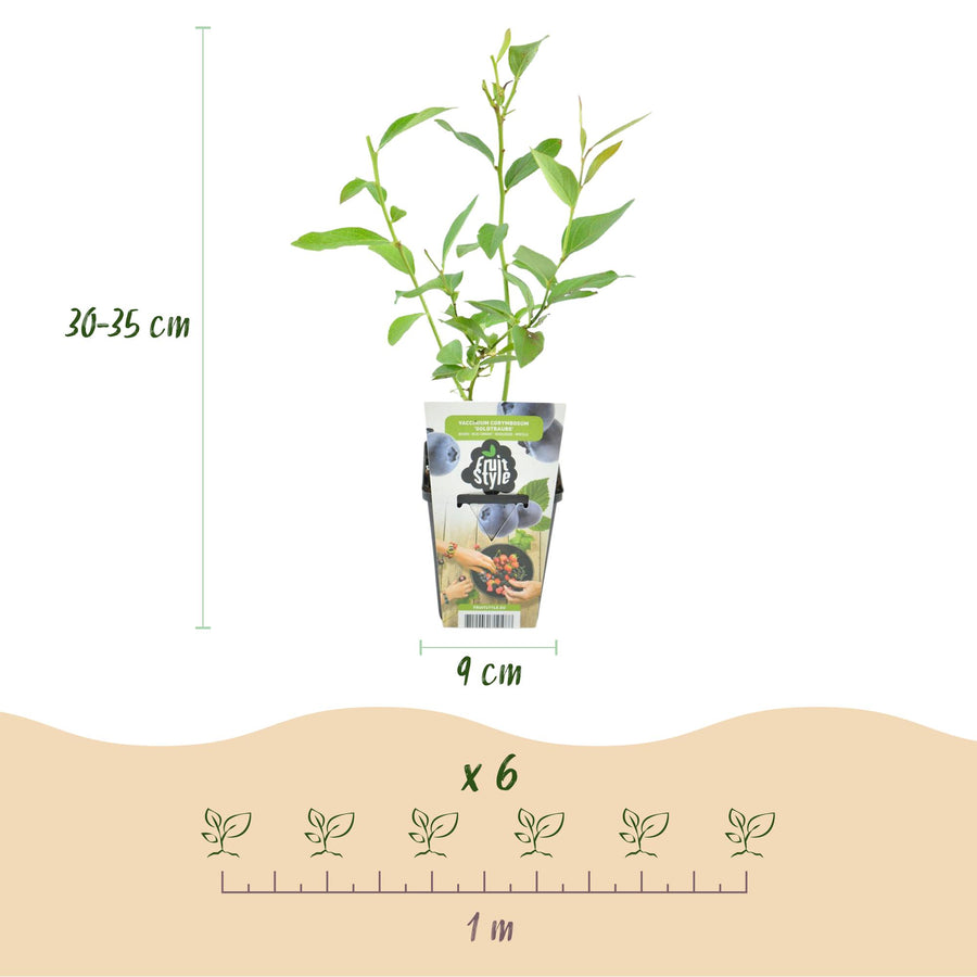 Vaccinium corymbossum Goldtraube – 3 planten (foto 3)