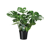Monstera Deliciosa- Ø21cm - ↕65cm