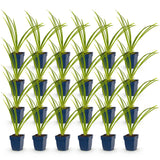 Green boutiQ - Vasteplant - Hemerocallis Pink Damask - Daglelie - Bijen en Vlinderlokkers - Roze - 24 Planten - Pot 11cm - Hoogte 15-25cm