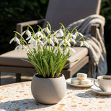 Green boutiQ - Bloembollen - Galanthus Elwesii - Kleur Wit - 25 stuks - Bolmaat 5/6 - XXL Pack