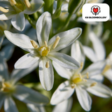 Vogelmelkbollen (Ornithogalum) — 30 stuks