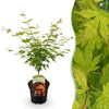 Green boutiQ - Terrasplant - Japanse Esdoorn - Acer palmatum Orange Dream - Oranje - 1 Plant - Bladverliezend - Pot 19cm Hoogte 70cm