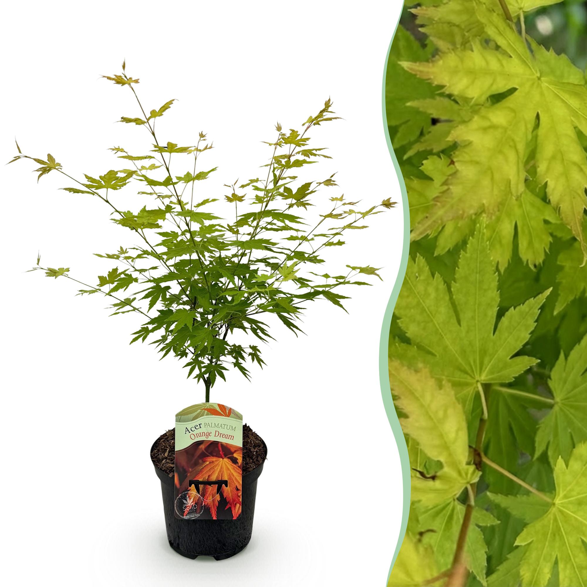 Green boutiQ - Terrasplant - Japanse Esdoorn - Acer palmatum Orange Dream - Oranje - 1 Plant - Bladverliezend - Pot 19cm Hoogte 70cm
