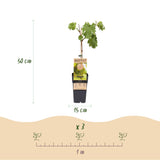 Green boutiQ - Fruitplant - Vitis vinifera Vroege van der Laan - Druivenplant - Winterhard - Witte Druif - 2 Planten - Pot 15cm - Hoogte 50cm
