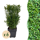 Green boutiQ - Haagplanten - Buxus sempervirens -blad groen - 6 planten - 1 strekkende meter - groenblijvend - pot 17cm hoogte 45cm