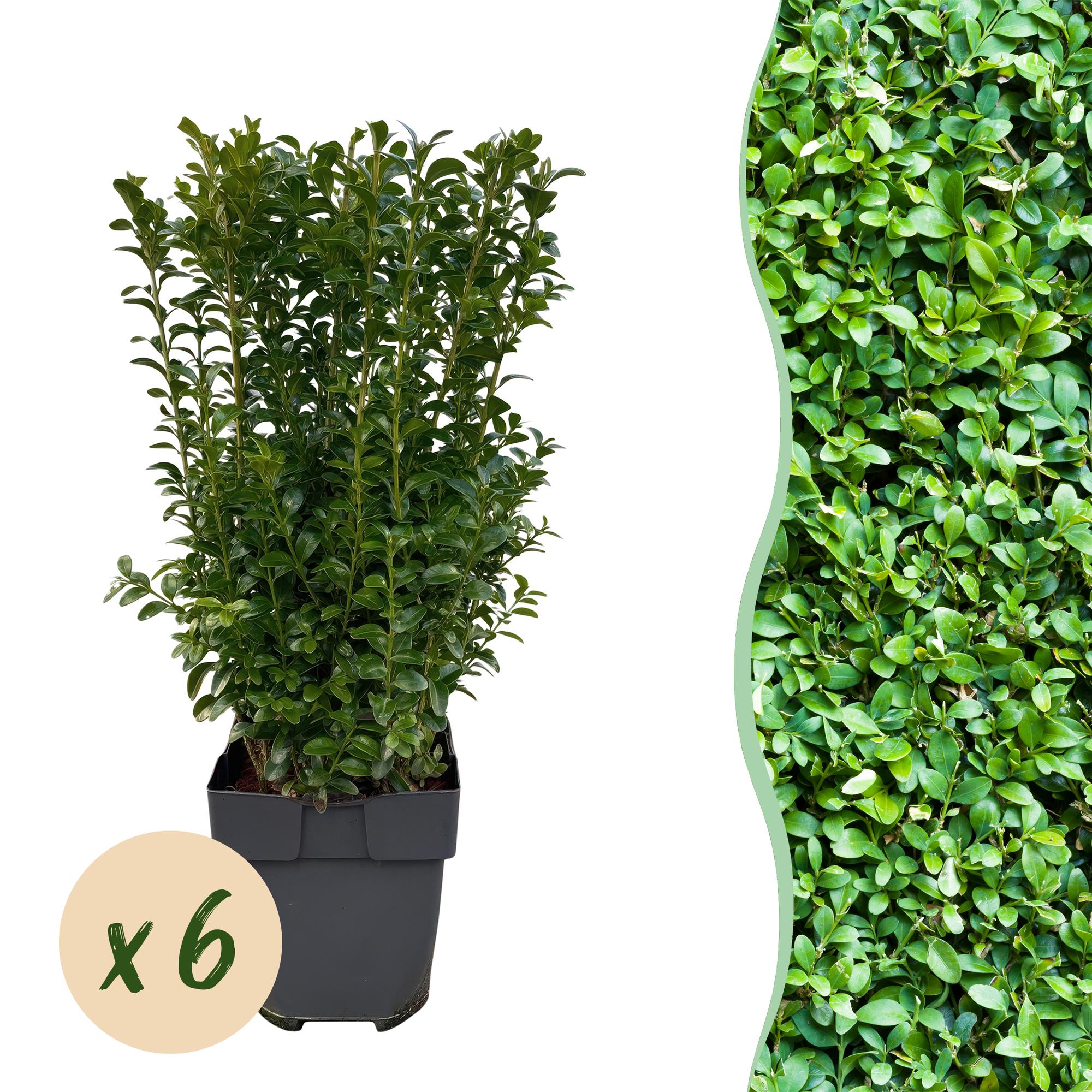 Green boutiQ - Haagplanten - Buxus sempervirens -blad groen - 6 planten - 1 strekkende meter - groenblijvend - pot 17cm hoogte 45cm