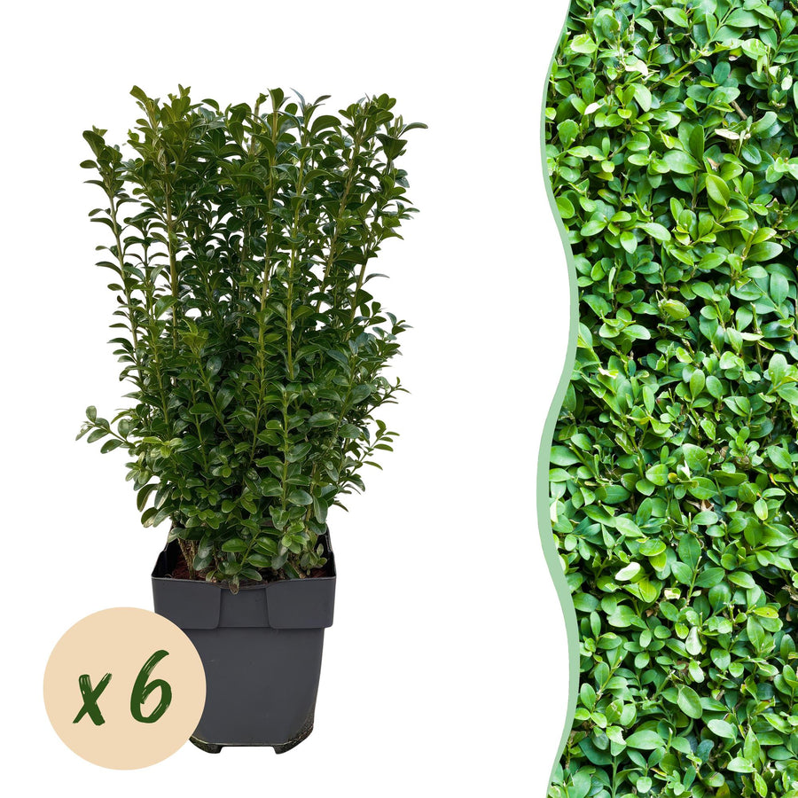 Buxus sempervirens — Palmboompjehaag, 6 planten (1 strekkende meter), 45 cm