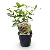Green boutiQ - Tuinplant - Buddleja davidii Empire Blue - Vlinderstruik - Winterhard - Blauw - 1 Plant - Pot 17cm - Hoogte 45cm