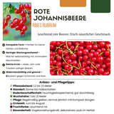 "Vruchtenparadijs" BIO Fruitplanten mix set van 4 verschillende soorten