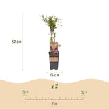Green boutiQ - Fruitplant - Vaccinium cor. Pink Lemonade - Roze Bosbes - Winterhard - Roze Bes - 2 Planten - Pot 15cm - Hoogte 50cm