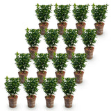 Green boutiQ - 16x Euonymus japonica Green Spire - Kardinaalsmuts - Haagplanten - Groenblijvend - Groen - Pot 9cm - Hoogte 20-25cm
