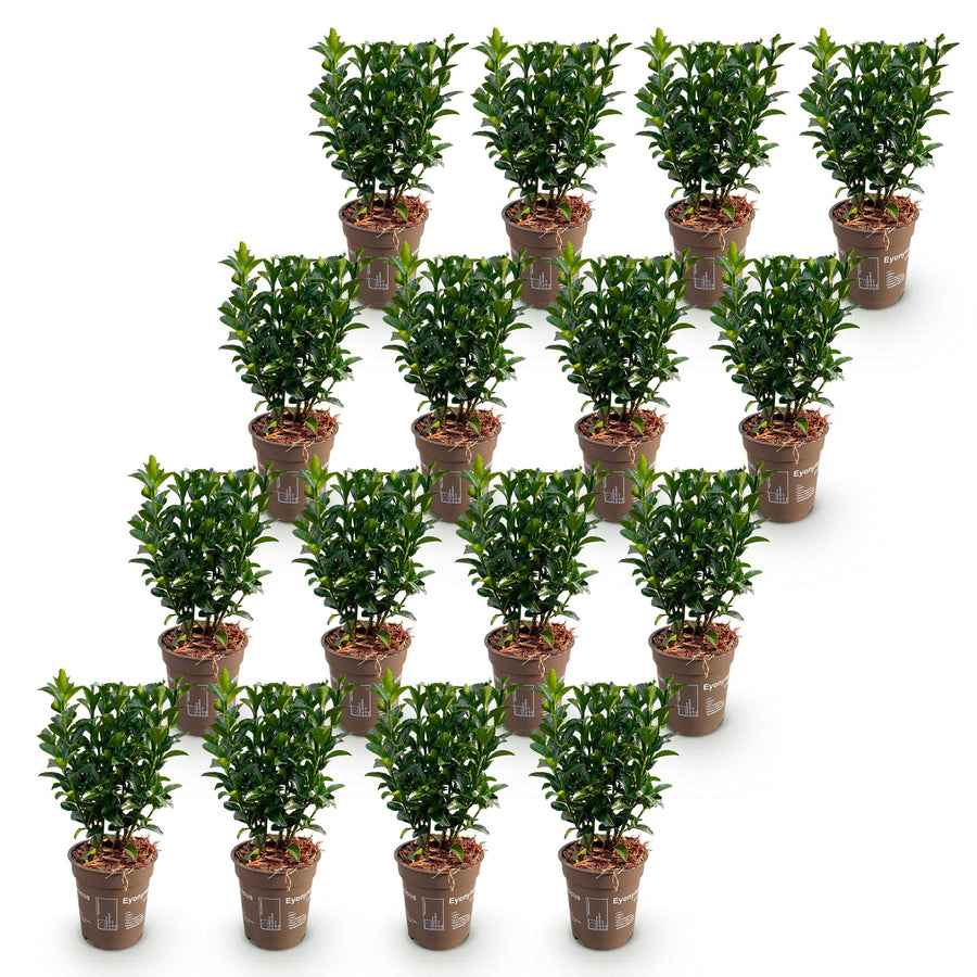 Euonymus japonica Green Spire — Kardinaalsmutshaag, 16 stuks, 20-25 cm