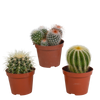 Bolcactus mix 8,5 cm | 3 stuks - zonder pot