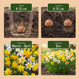 80x Narcissus Botanical Mix - Botanische narcissenmix - Geel en Wit - Verwilderingsbol - Bolmaat 10/12