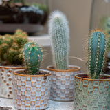 Cactus Set van 6 in Keramische Mini Potjes Madrid -↑ 8–12 cm