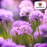 Alliumbollen Carolinianum — 15 stuks