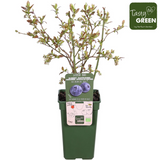Vaccinium corymbosum 'Reka' - Blauwe bes - Ø13cm - ↕30cm