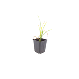 12x Hemerocallis 'Stella de Oro' - ↕10-25cm - Ø9cm