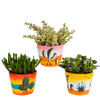 Crassula mix 10,5 cm - 3x - in Mexicaanse pot