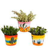 Crassula mix 10,5 cm - 3x - in Mexicaanse pot