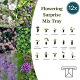 Mix Tray – 12 Pluggen | Laat je Verrassen door een Kleurrijke Plantenmix!