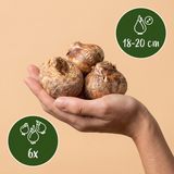 6x Fritillaria Imperialis Mix - Keizerskroon mix - Diversen - Voorjaarsbloeier - Bolmaat 18/20