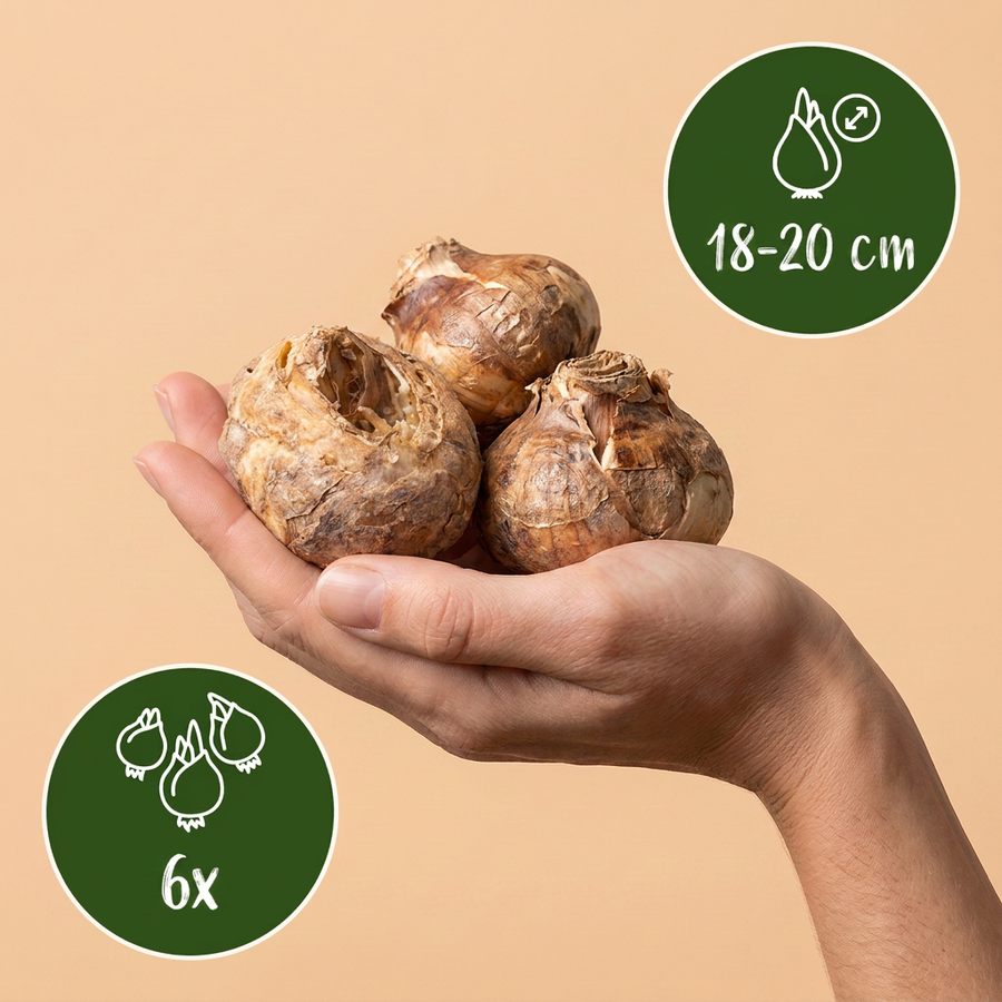 Keizerskroonbollen Mix — gemengde kleuren, 6 stuks (bolmaat 18/20)